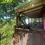 Avocatier